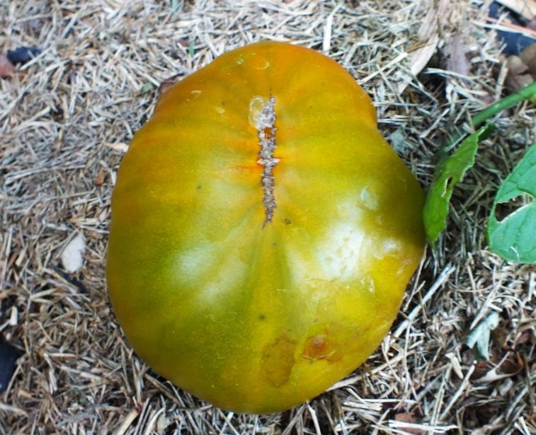 Mystery tomato 1 photo Mysterytomato1_zps5eef6a00.jpg